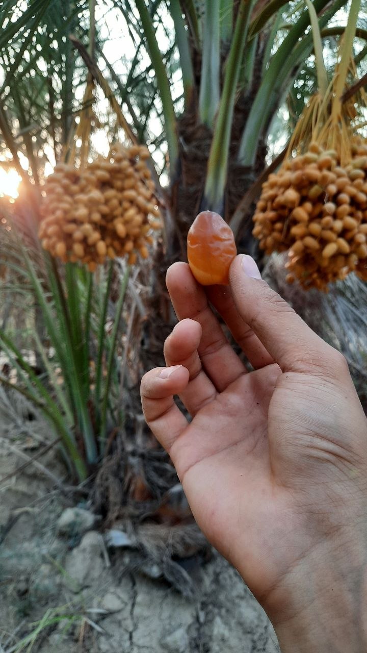 رطب تازه