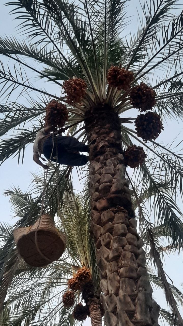 برداشت رطب تازه